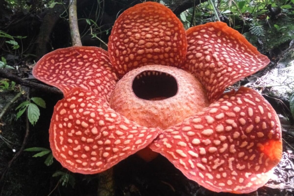 Rafflesia tuan-mudae