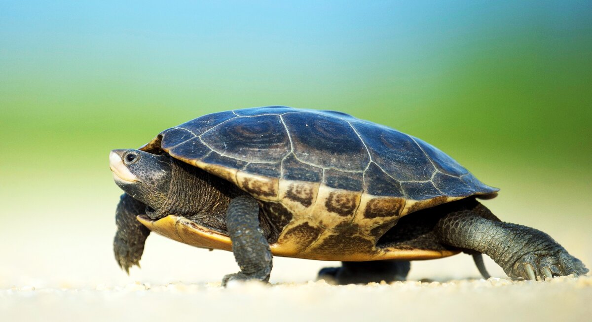 Среднеазиатская черепаха