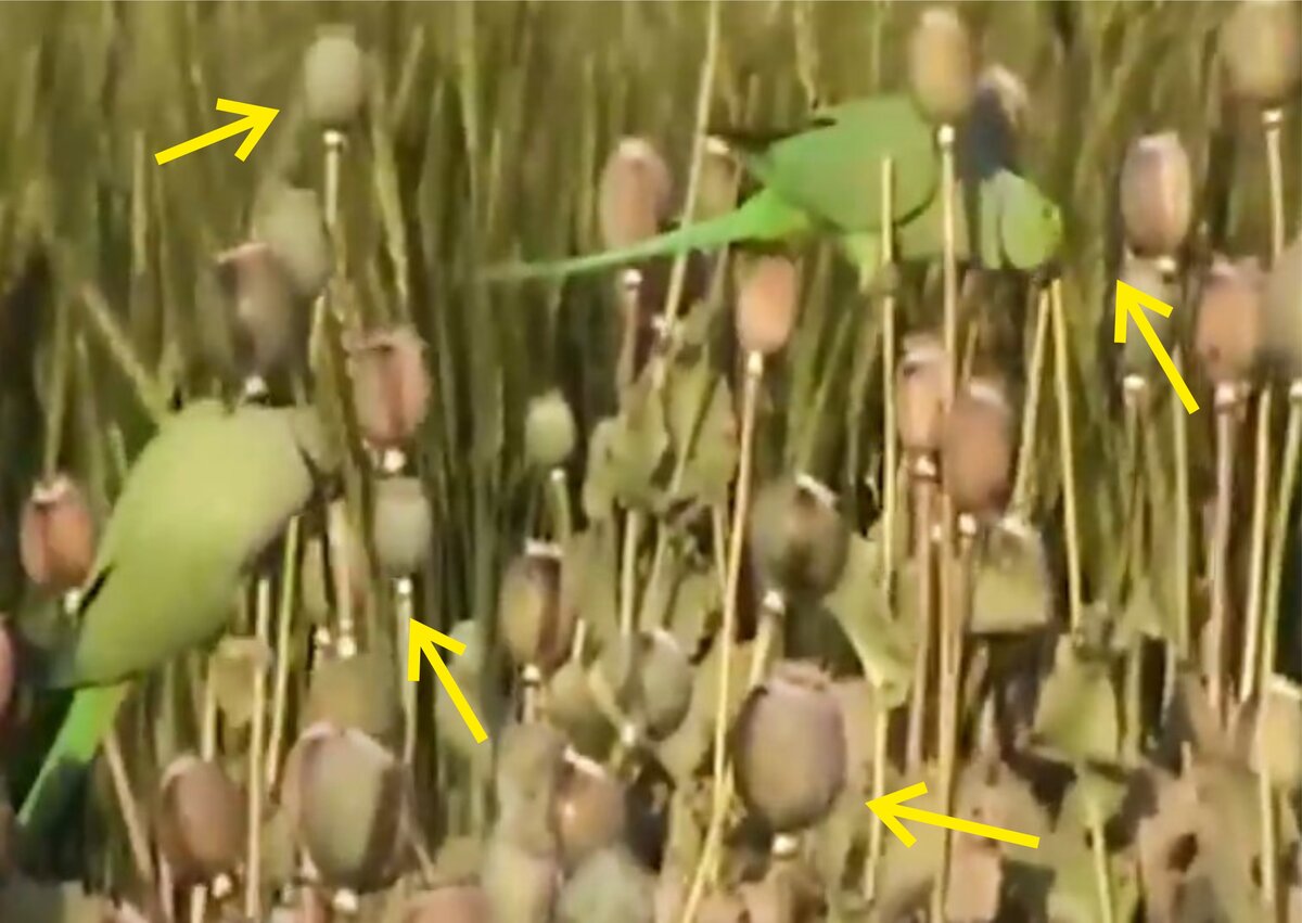 Попугаи -безумцы!