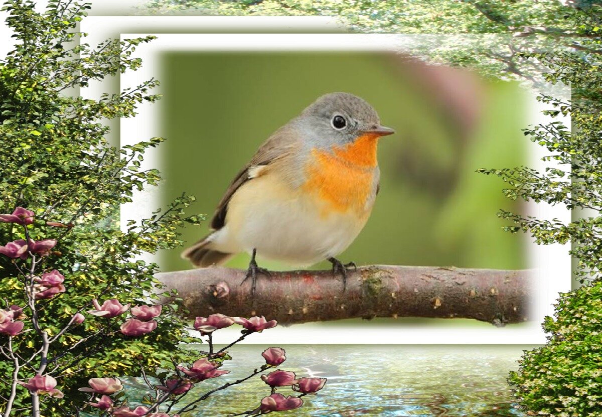 Малая мухоловка. По-моему, очень хорошенькая птичка