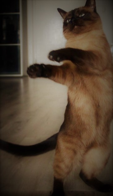 Танец кота