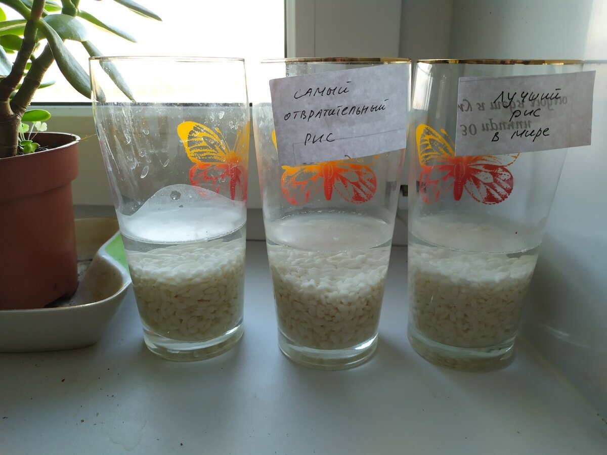 День первый, везде идентичное количество риса и воды