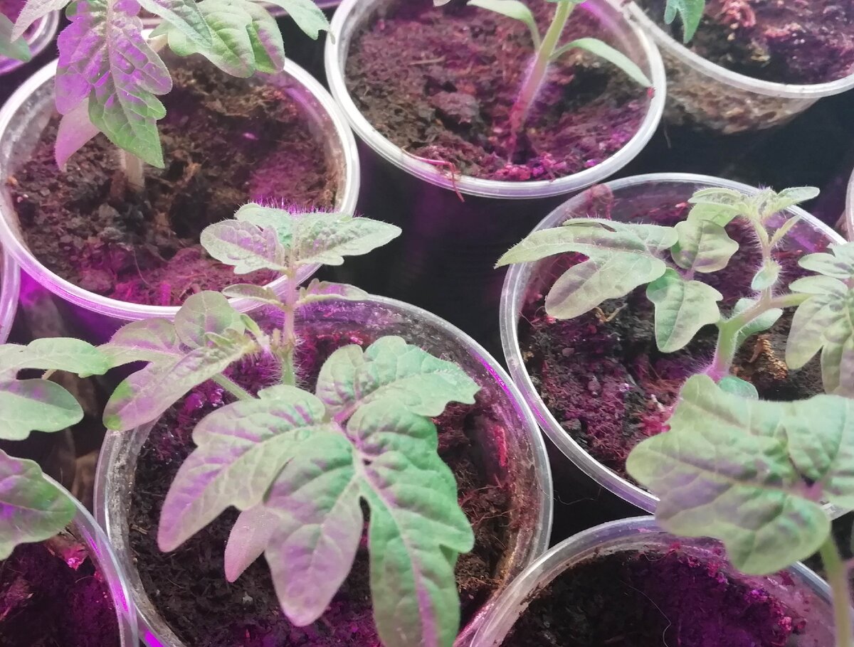 Вот мои красавцы - крепкие и здоровые