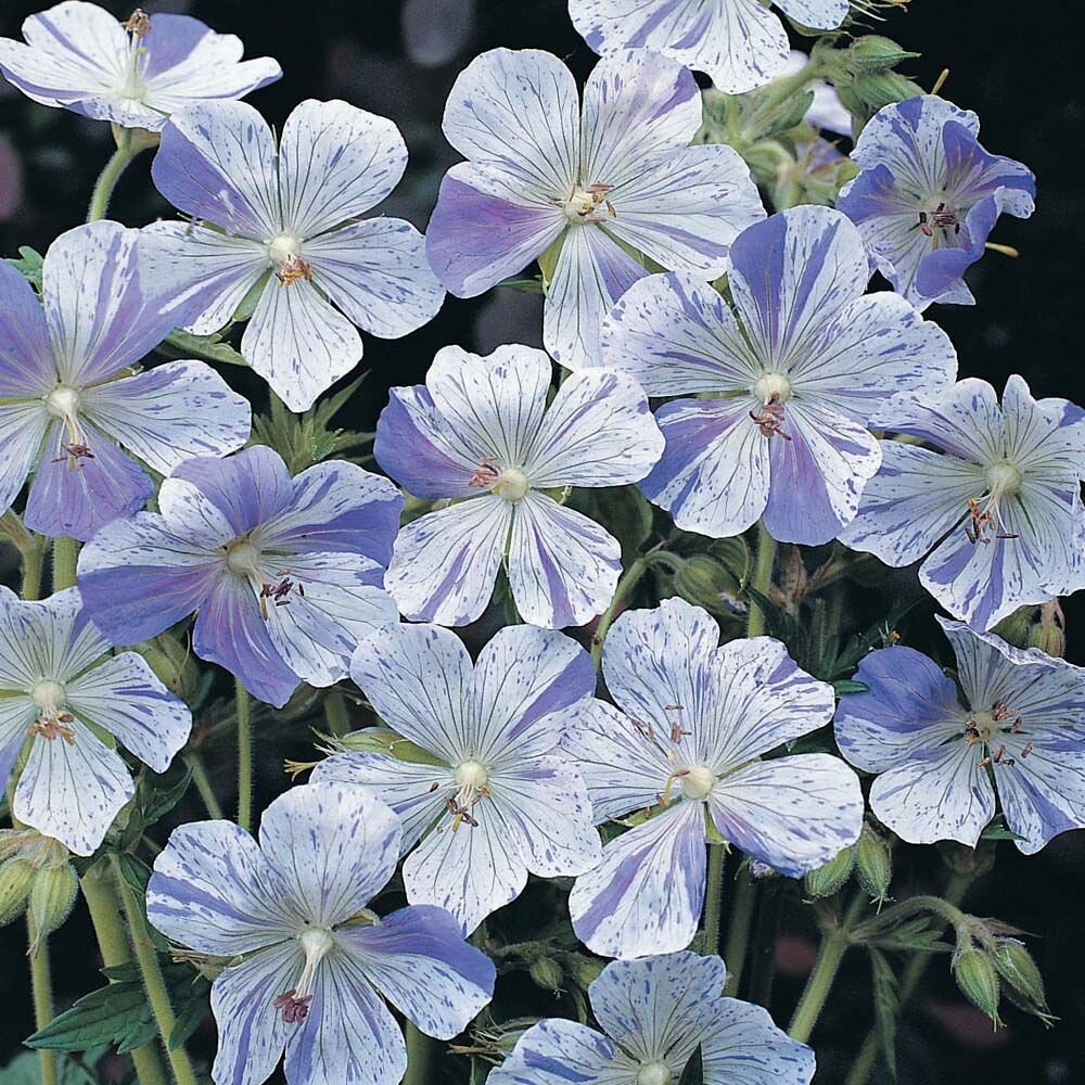 Герань луговая (Geranium pratense) Splish-splash