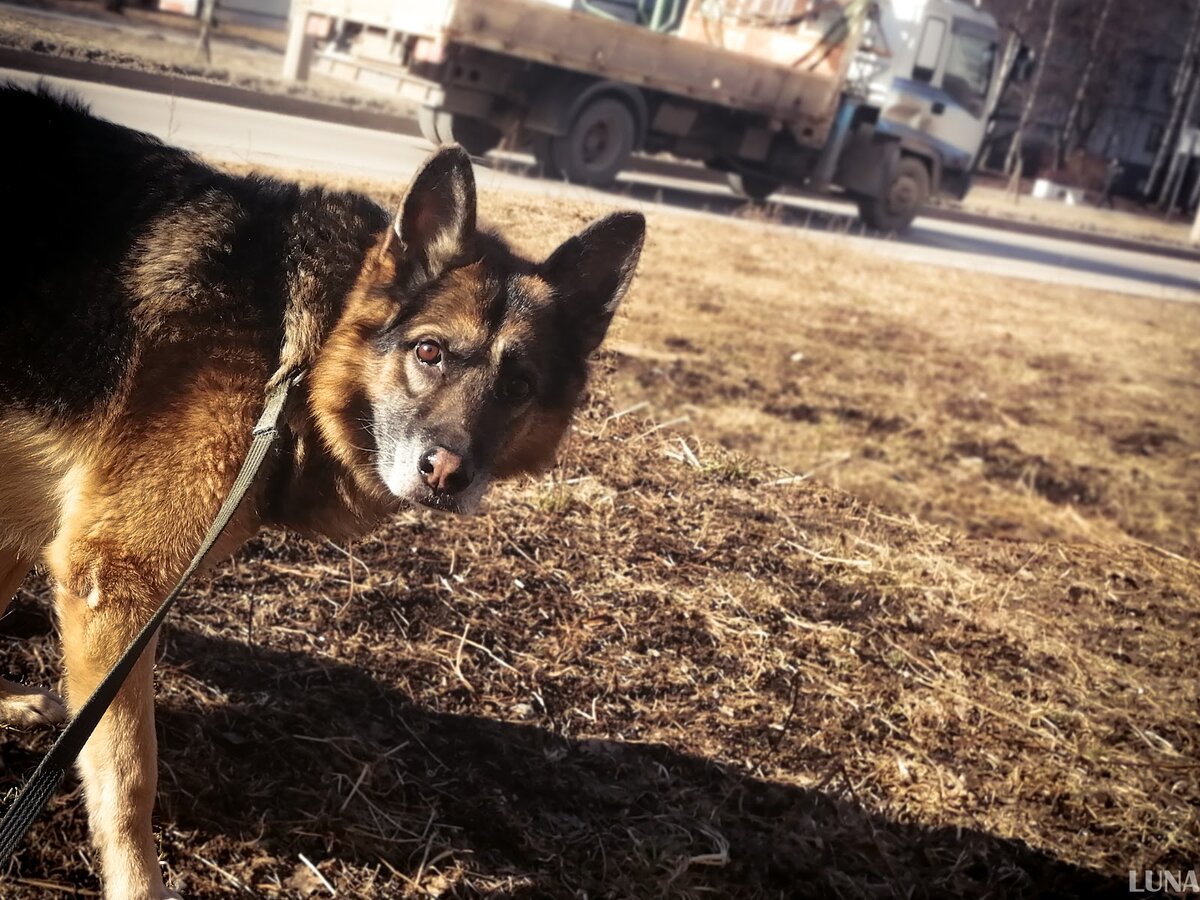 По-моему, в глазах у пса недоумение и... жалость?