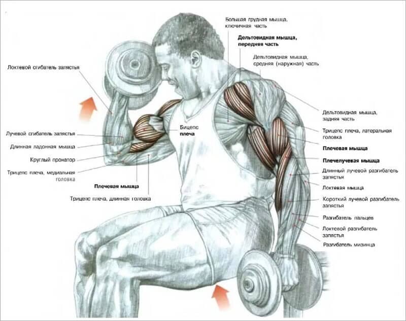 Самые лучшие и эффективные упражнения для прокачки бицепса – ДОНСПОРТ