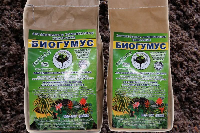 фото Яндекс