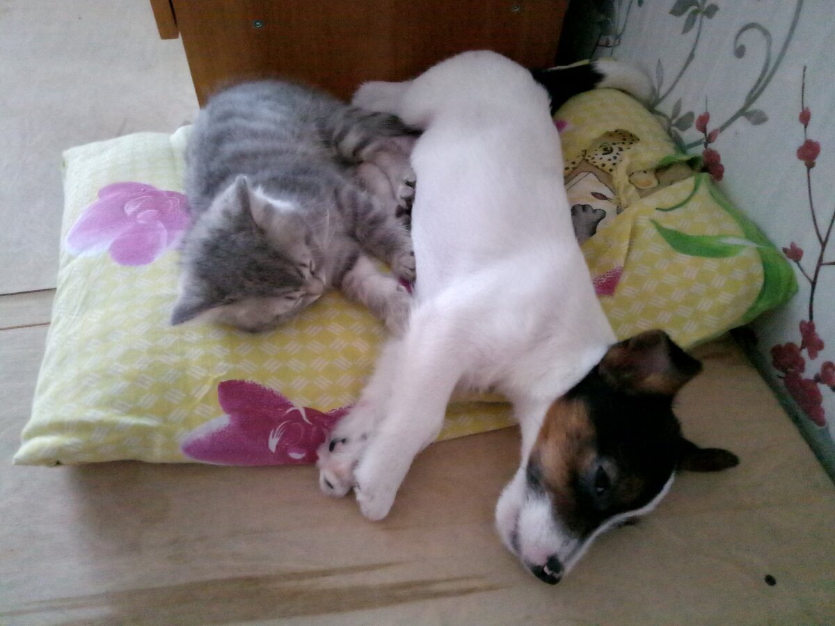 Сладенько спим