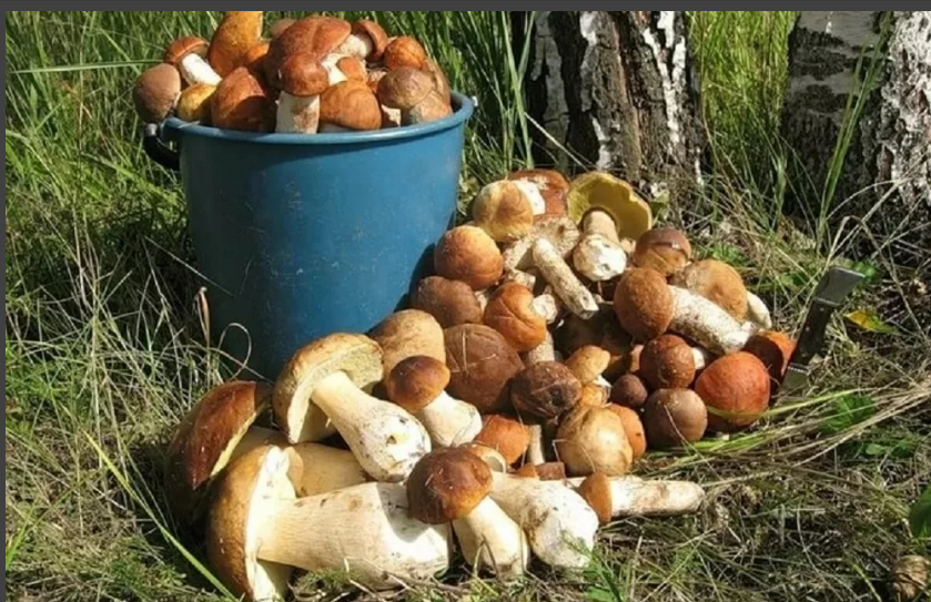 Яндекс - коллекции .Грибы.