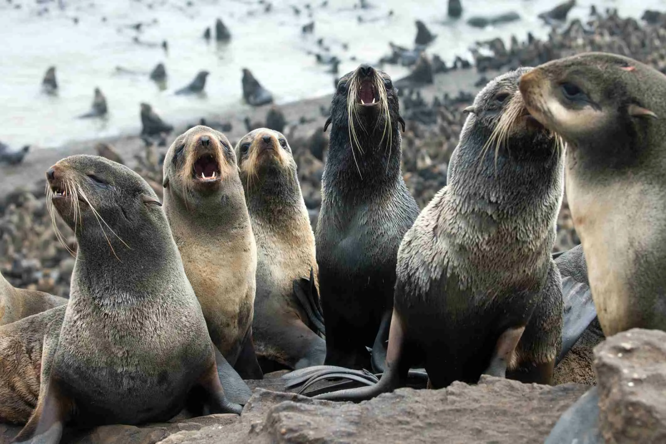 Fur seal. Остров Тюлений Сахалин. Ластоногие морской котик. Ластоногие млекопитающие тюлень. Отряд ластоногие лежбище.