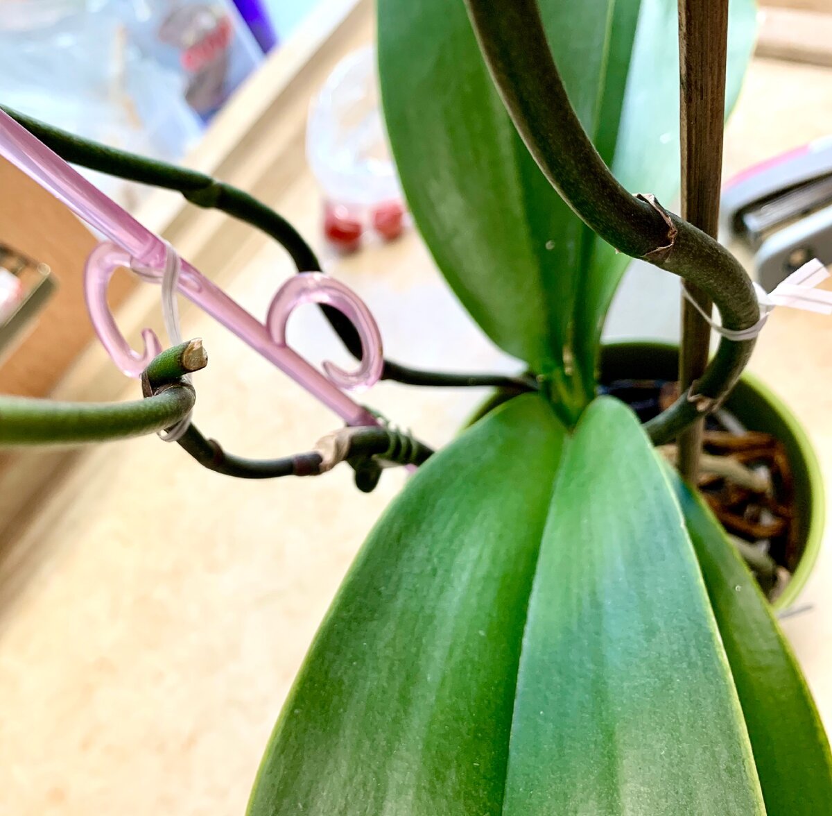 Один цветонос я умудрилась дважды сломать