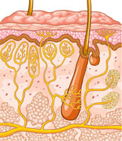 Кожа гладкая только на первый взгляд. Невооруженным глазом на ней видны волоски, растущие из волосяных фолликулов. В эти волосяные мешочки ниже уровня кожи выходят протоки сальных желез. Эти сальные железы выделяют кожное сало. Оно обволакивает волос и выходит на кожу через устье фолликула.