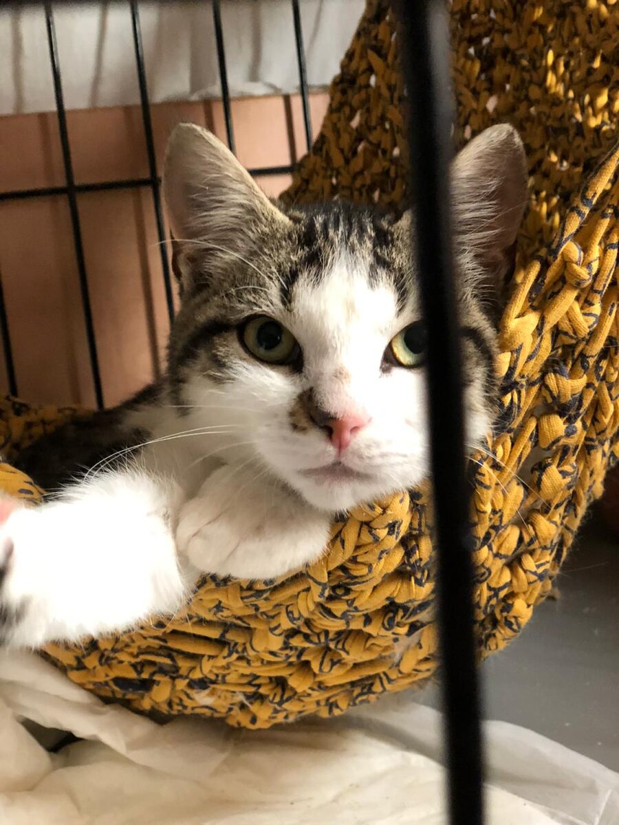 Котенок Гоша (5 месяцев)