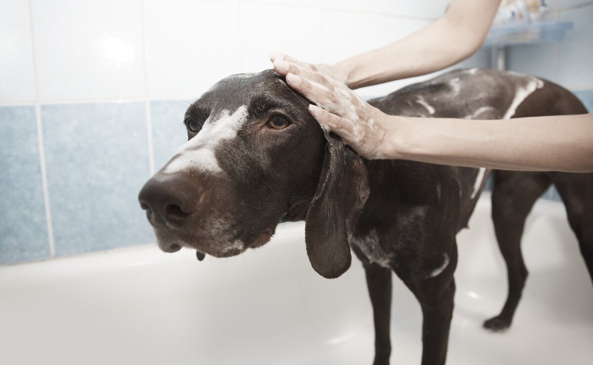 Собака - не кошка. Но иногда всё равно боится воды:)