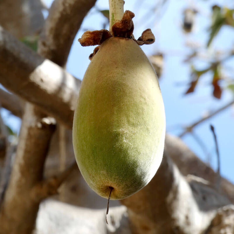 Баобаб африканский плоды. Баобаб плоды. Плоды баобаба. Баобаб тайланд. Баобаб африканский плоды.
