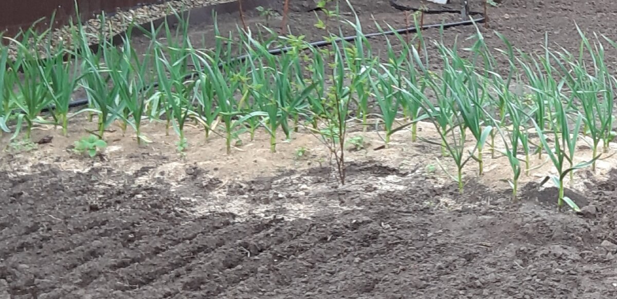 Чеснок в середине мая