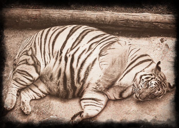 Тотемное животное союзнических сил, девиз - "lassus - aliquam requiem" (устал - отдохни)