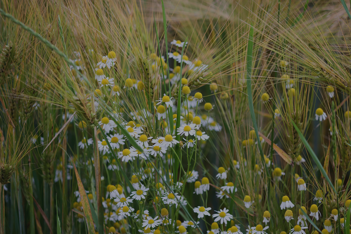 Расслабься - выпей тёплого ромашкового чая