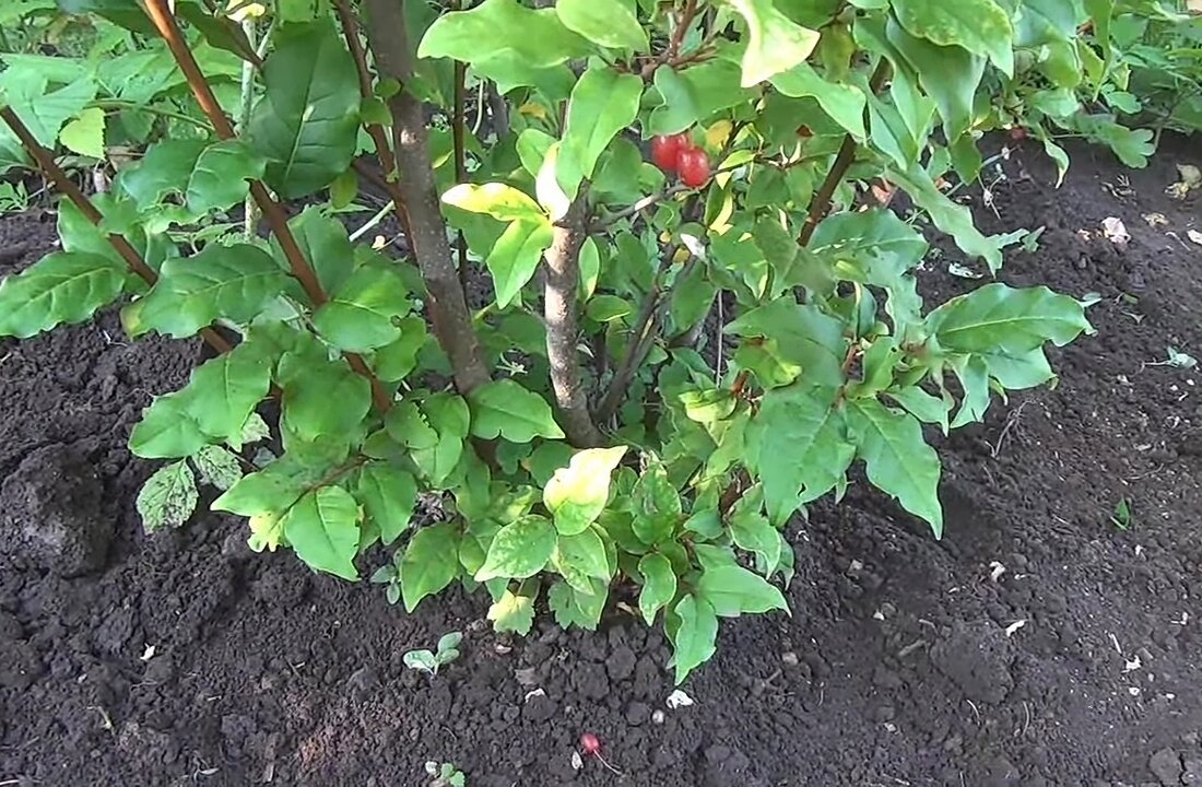 Фото сделано в 2020 г