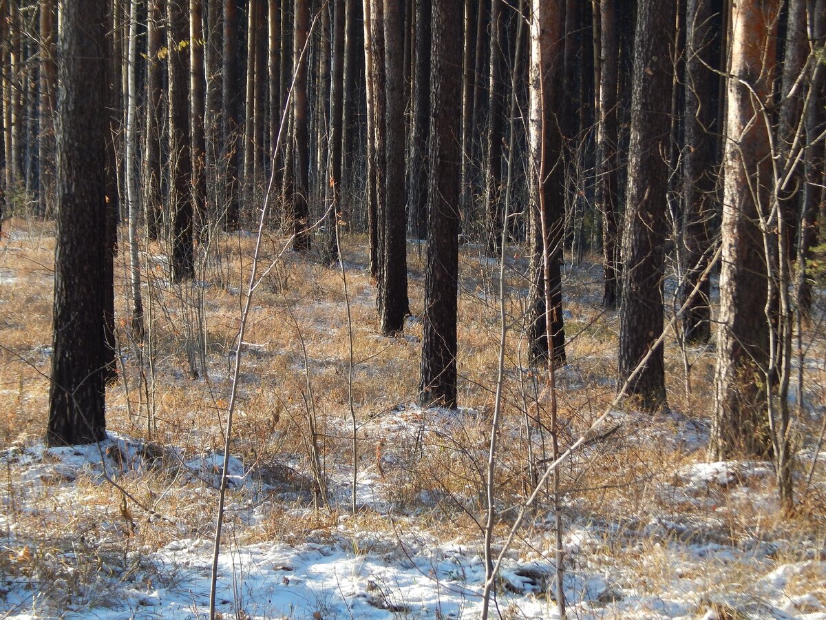 29 октября 2017 год. Лесопарк на Уктусе. Фото автора Ольги Носковой