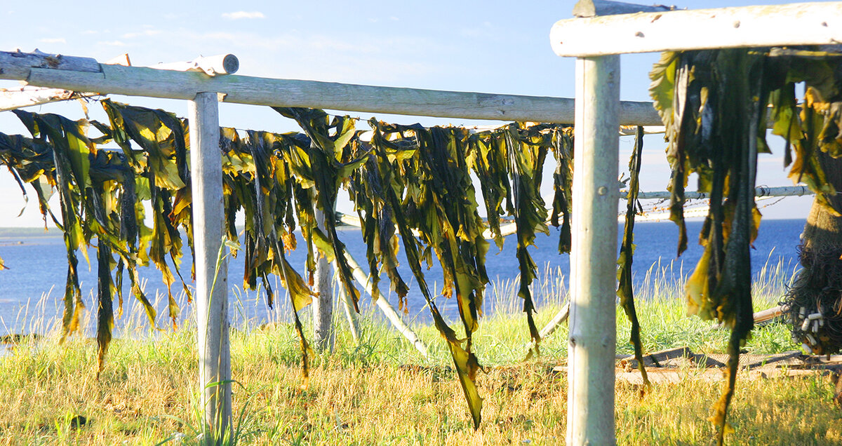Сушеная морская капуста - не менее ценный и полезный продукт, чем свежая или свежезамороженная. Особенно удобно использовать ее для приготовления супов