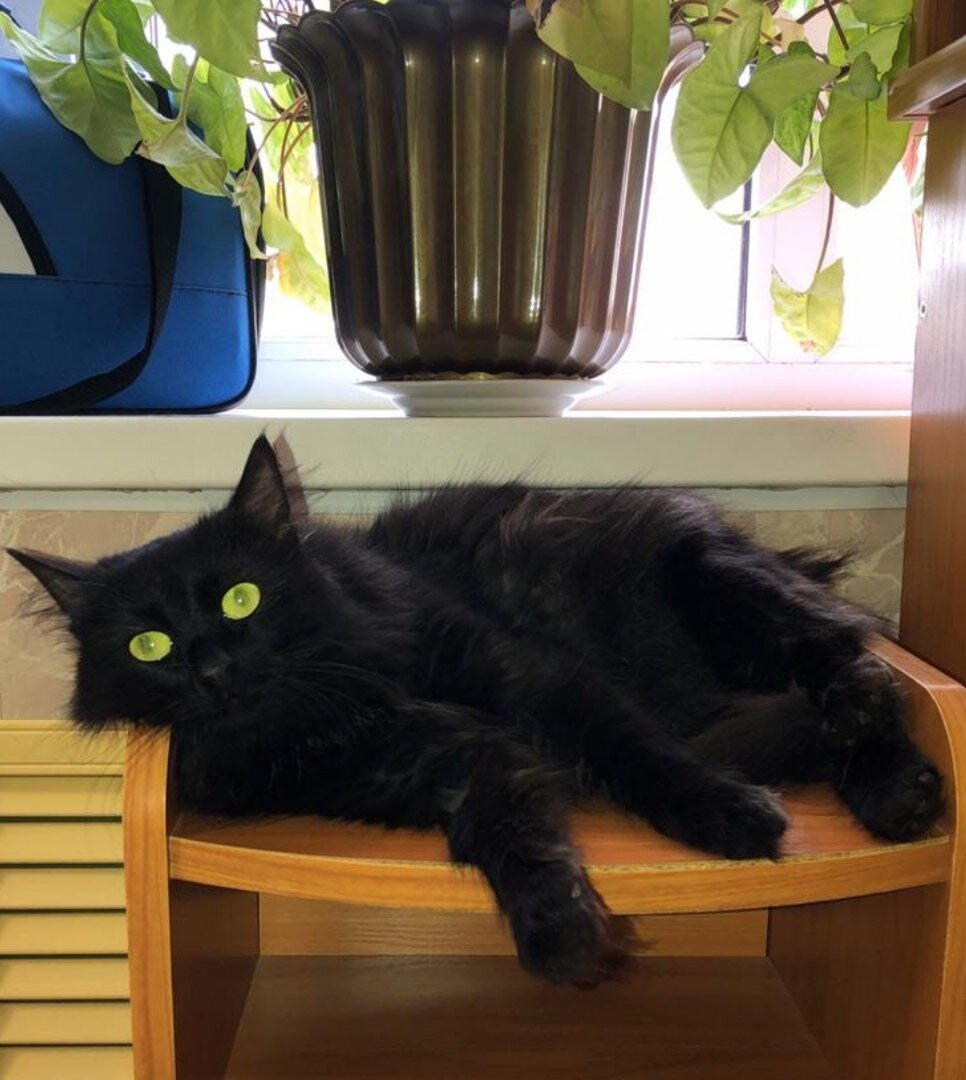 Басти - царица