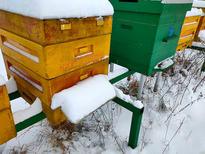 Мои пчелы еще не знают, что по новому закону они могут быть вне закона