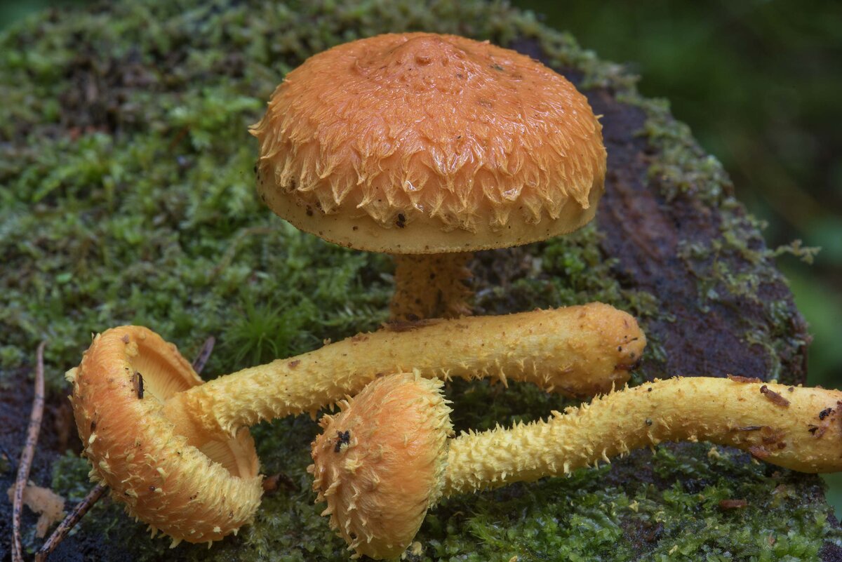 Чешуйчатка золотистая (Pholiota aurivella)