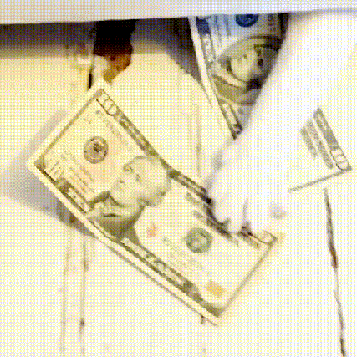 Cat Money GIF
