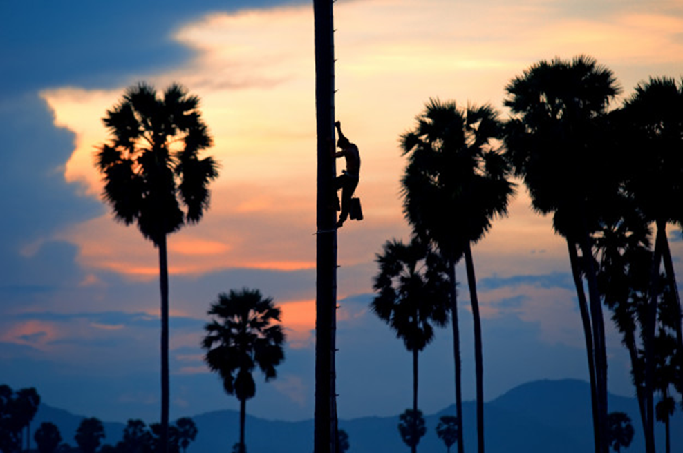 По бамбуку - на пальму