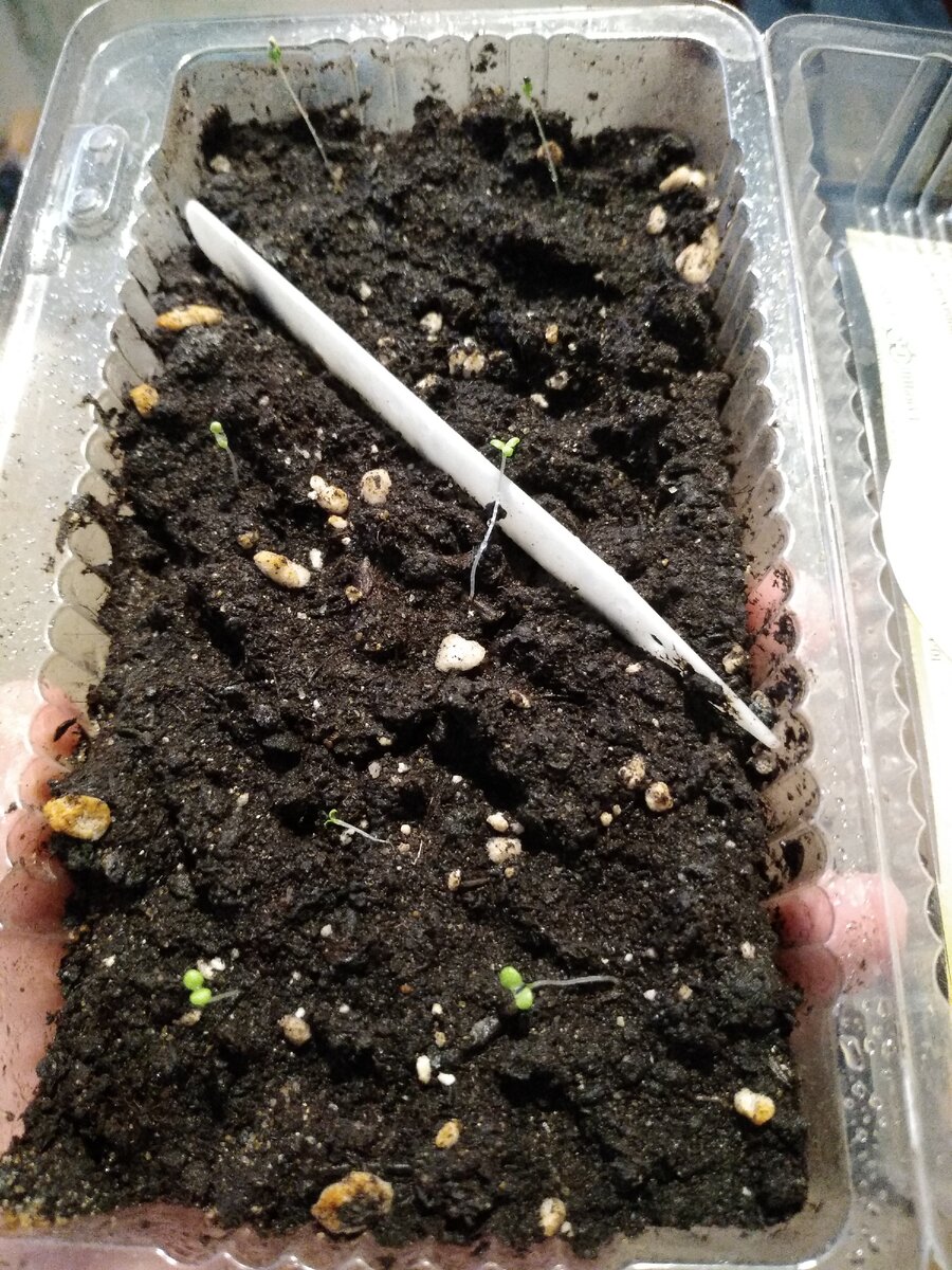 А это более внушительные росточки петунии и калибрахоа