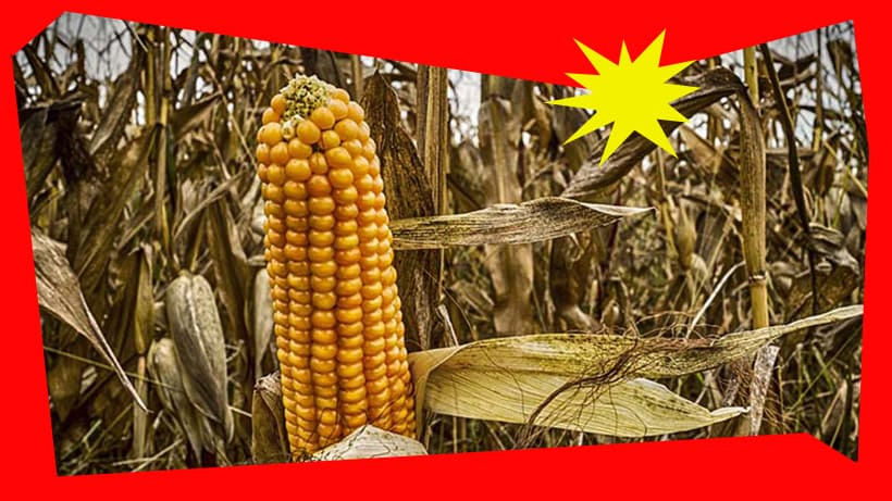 Авгин. Смешная кукуруза. Кукурузное поле зной. Кукуруза вредная или полезная. Применение кукурузы.