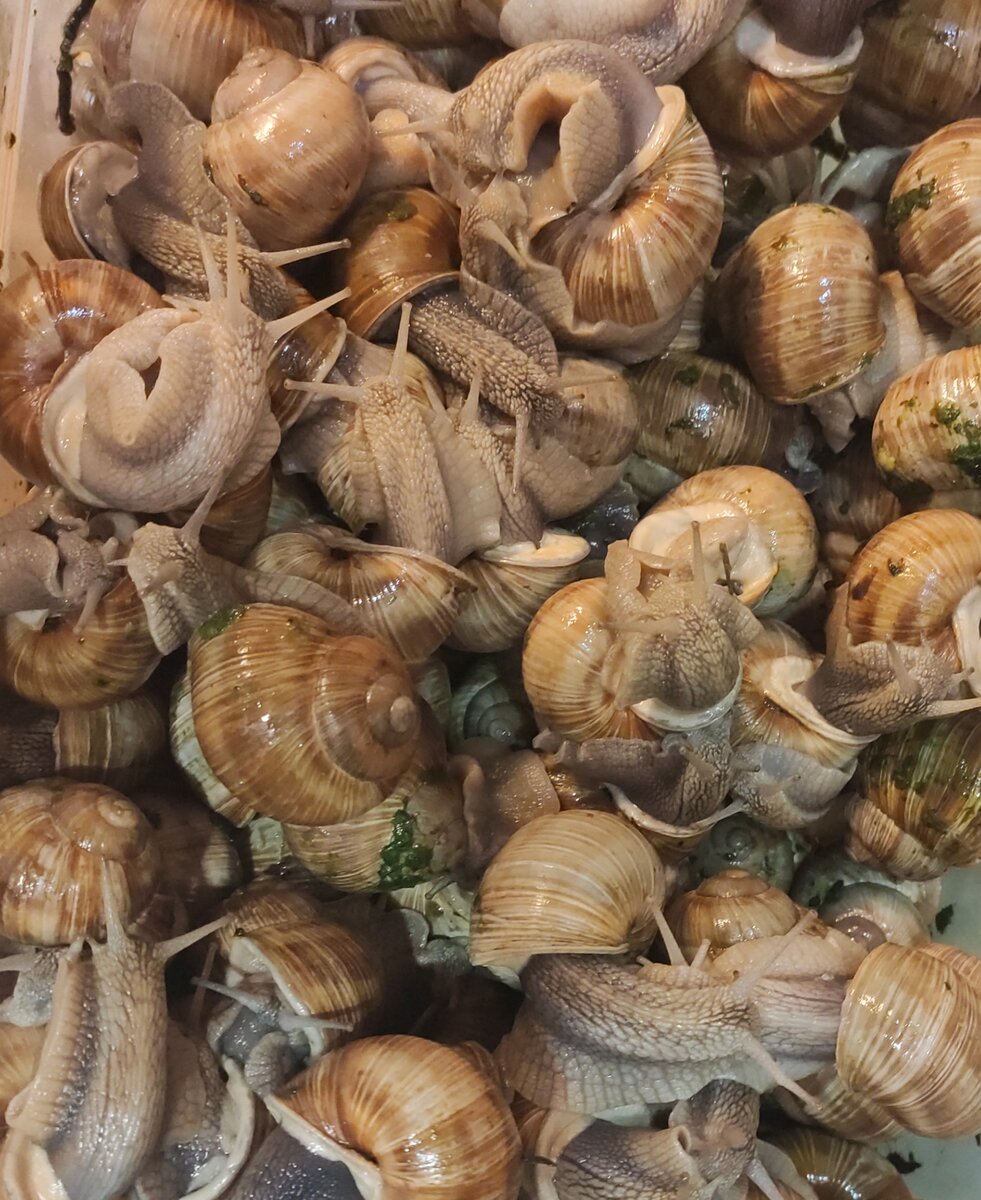 Виноградная улитка Helix pomatia