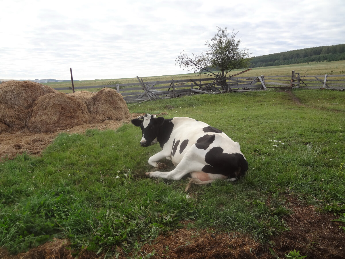 Моя корова Ждана