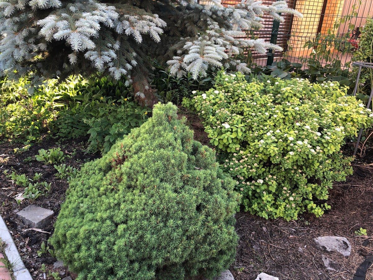 Конике требуется особое внимание, она легко обгорает