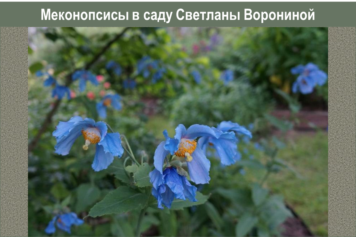 Меконопсисы в саду Светланы Ворониной. 