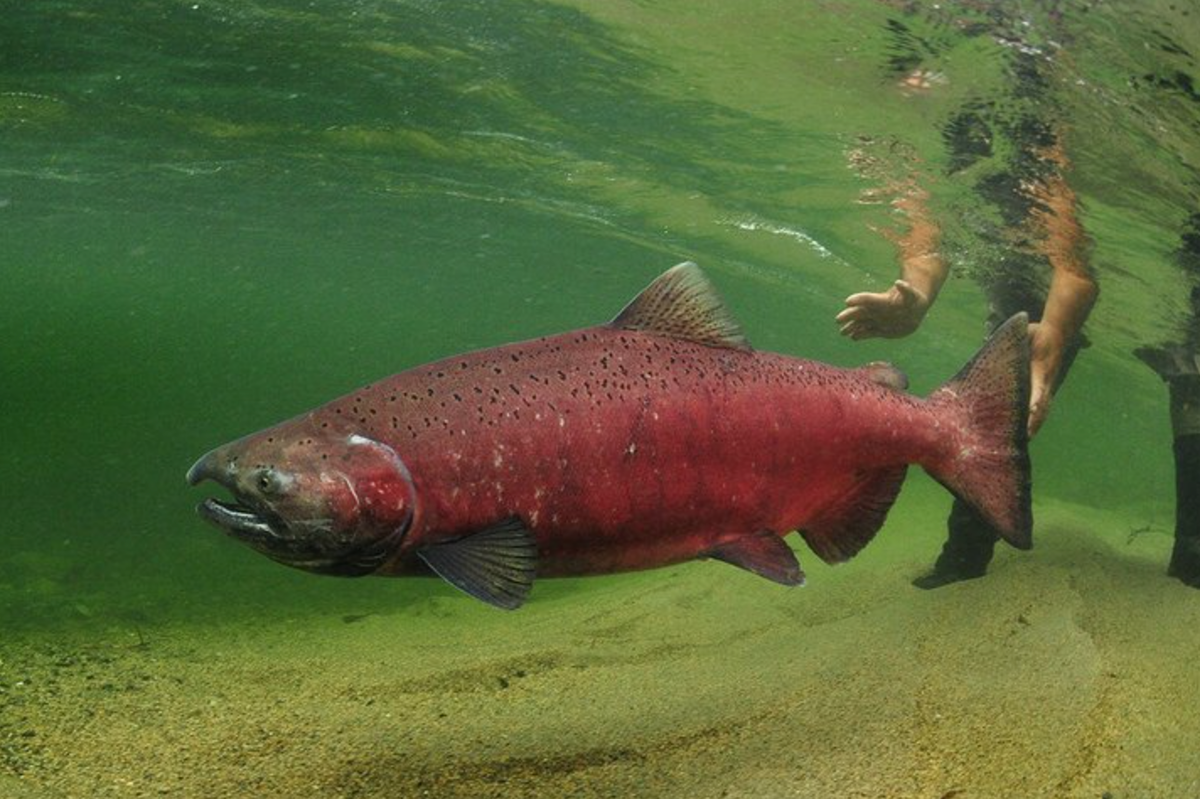 Чавыча рыба. Лосось чавыча. Красная рыба чавыча. Чавыча Oncorhynchus tshawytscha. Крупные лососевые рыбы