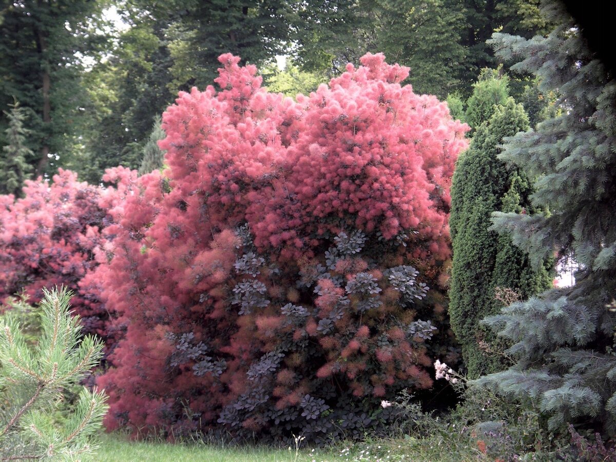 Туи в дизайне сада: виды, фото сортов и применение.