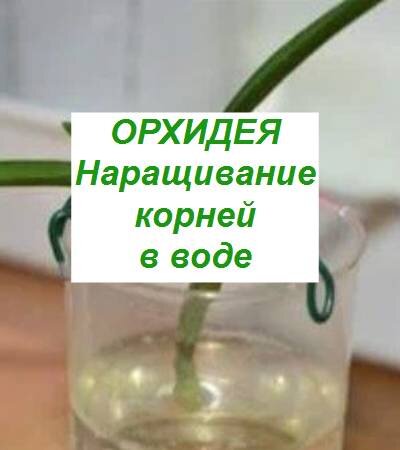 наращивание корней орхидеи в воде