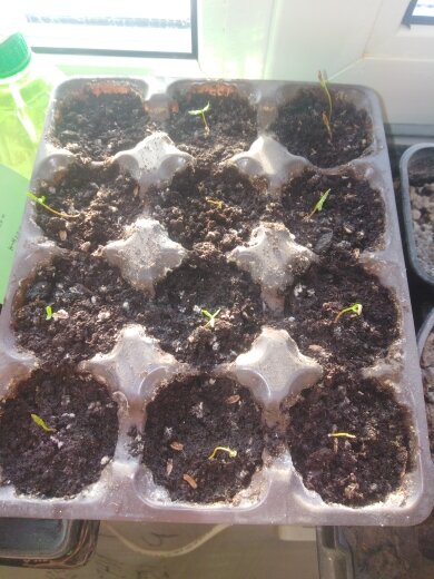 туи росшие без лампы