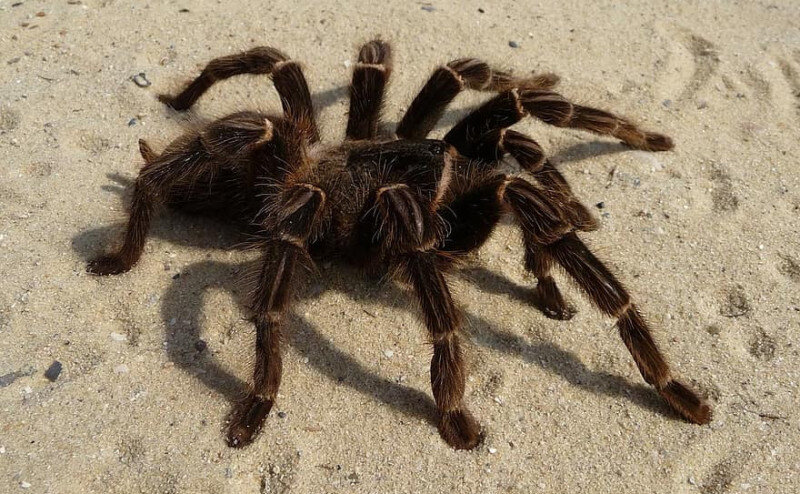 Самый ядовитый паук в мире: как называется, где живет, как выглядит |  Туристический портал VipGeo | Дзен