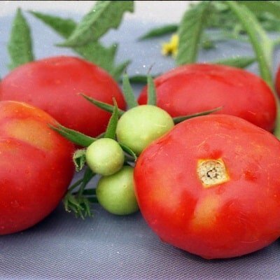 Томат карликовый Грот