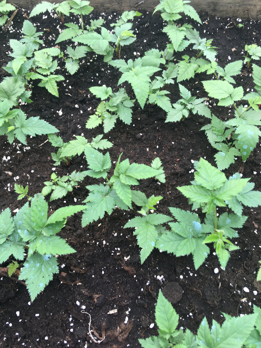 Корневые черенки спустя 5 недель после закладки.