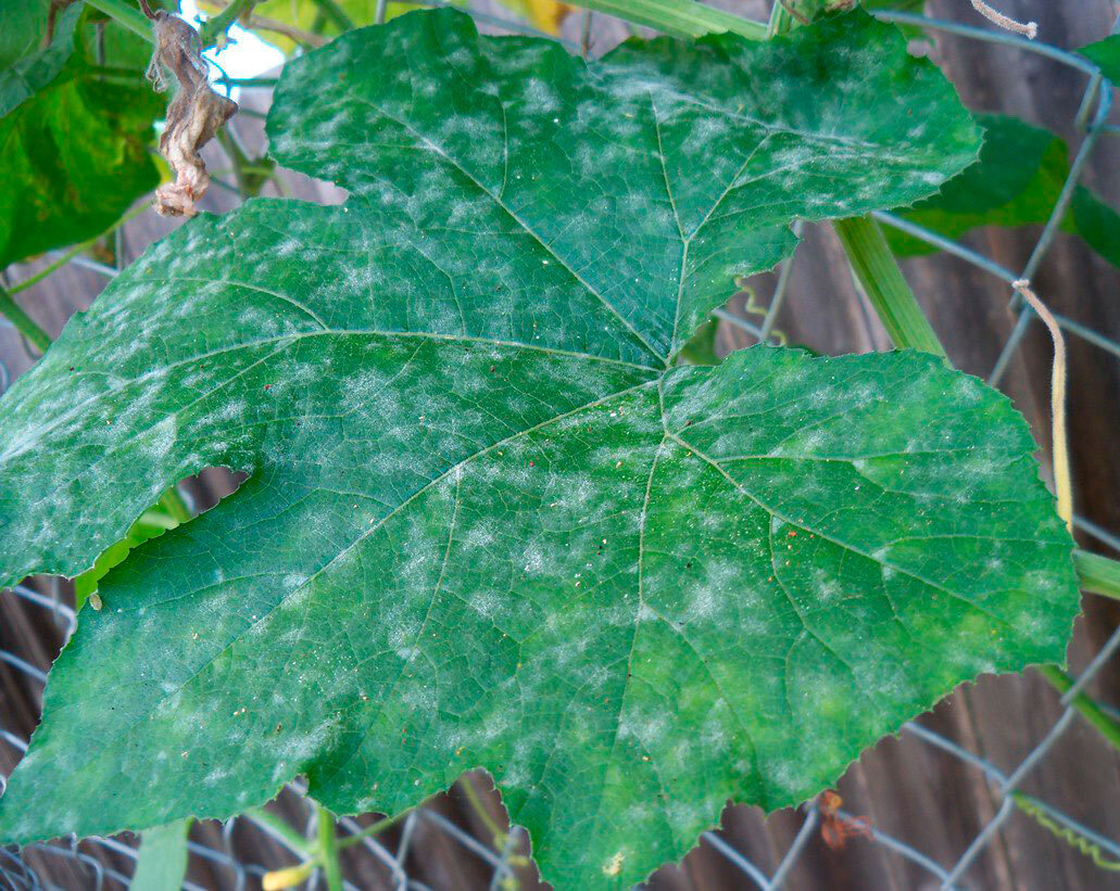 Начало мучнистой росы.