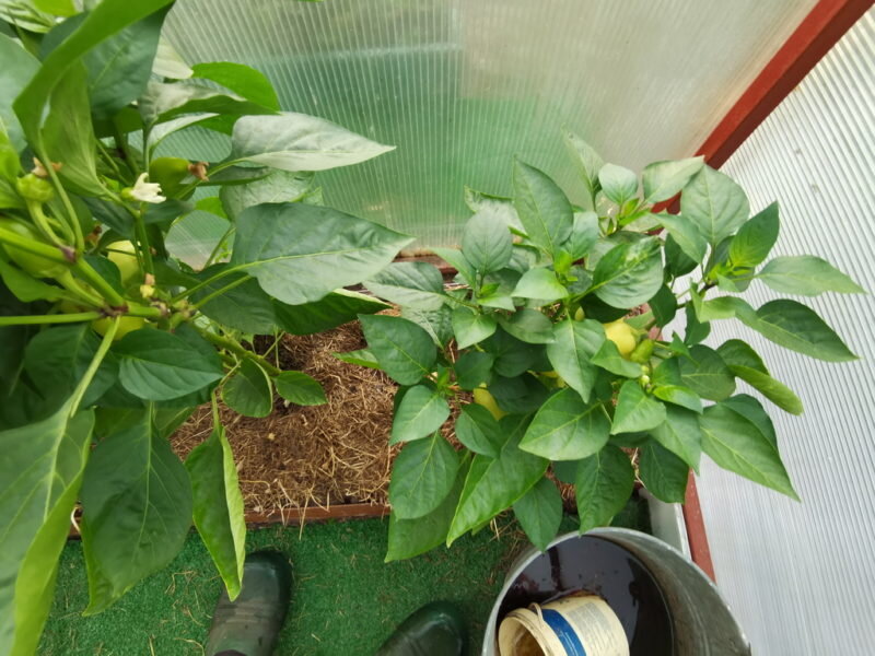 Подкормки вносят как под корень так и в виде опрыскивания