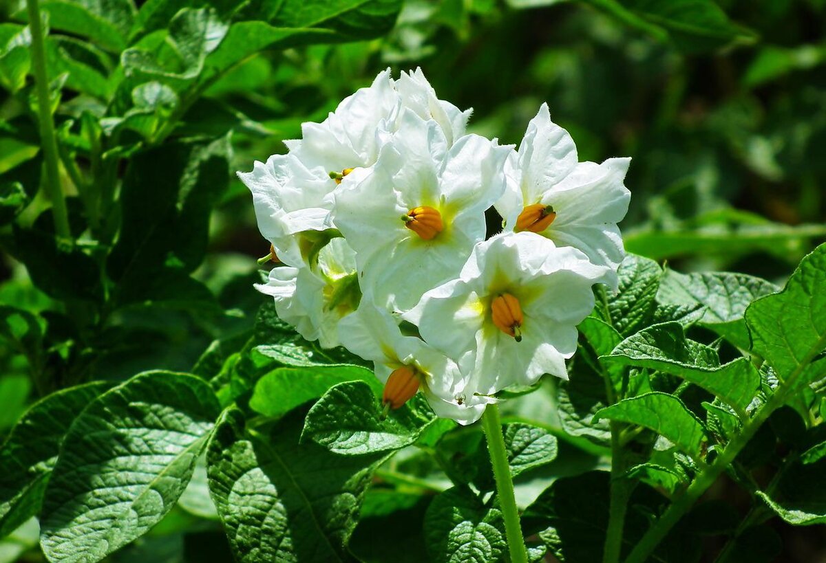 Фото: pixabay.com