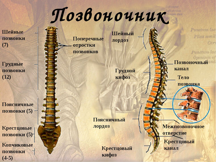 Лимфома Ходжкина (краткая информация)