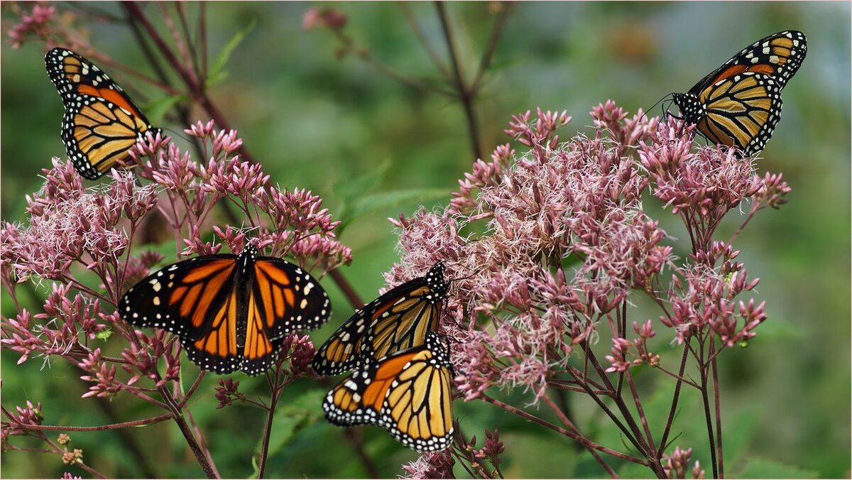Как бабочки высасывают нектар из цветов, так обиды высасывают из вас энергию.
