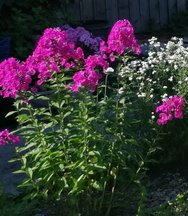 Флоксы у меня повсюду