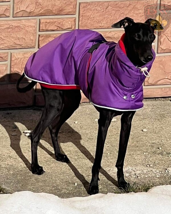 Зимняя попона для левретки